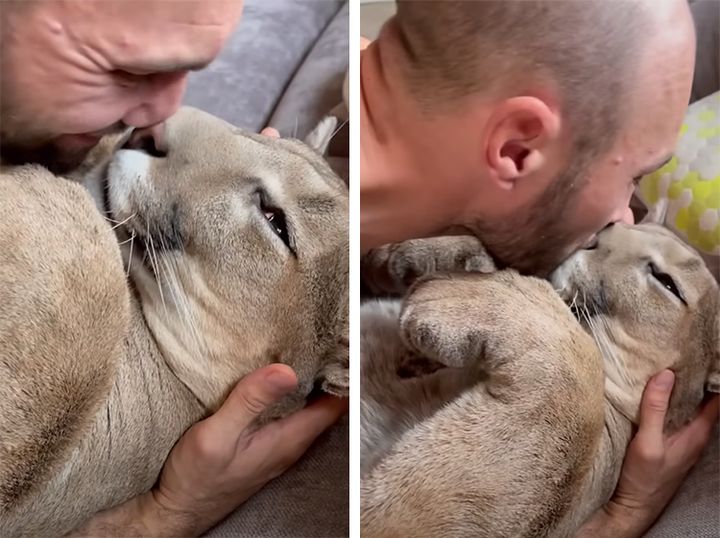 猫可愛がり〜状態！ すっかりベタ慣れなピューマ！