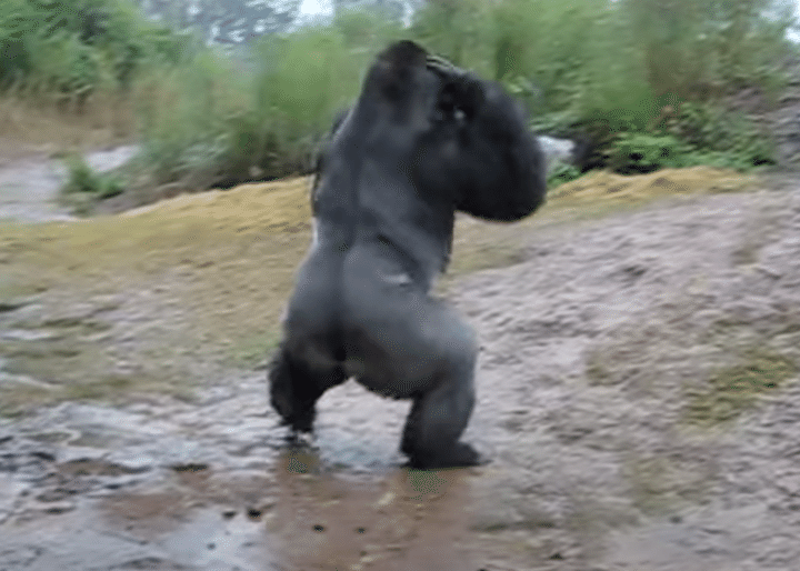 突然の雨 ゴリラの行動が人間味がありすぎ(笑)