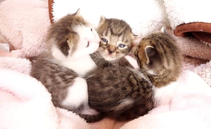 固まる子猫達