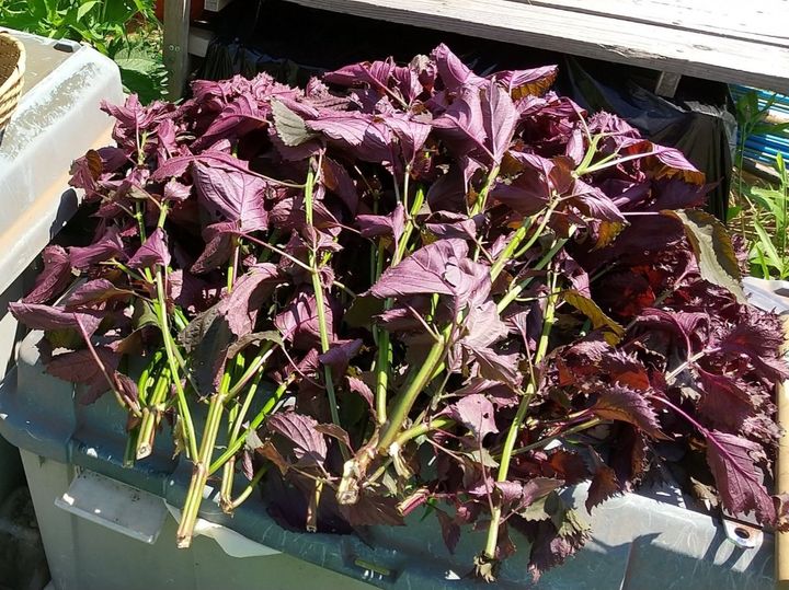 しそシロップの作り方は？（農林水産省の公式Xアカウントより）