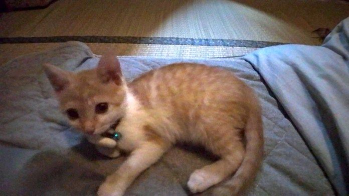 旅館で起こしに来た子猫