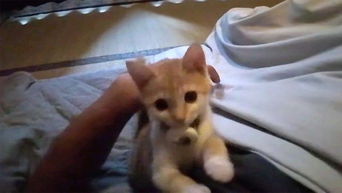 旅館で起こしに来た子猫