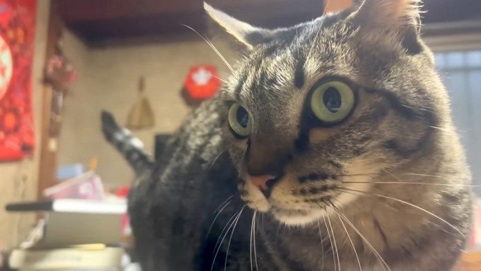 歌に合いの手を入れる猫