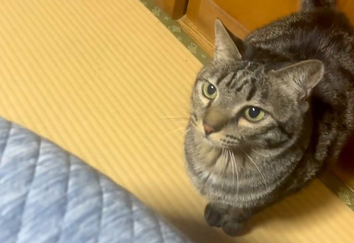 歌に合いの手を入れる猫