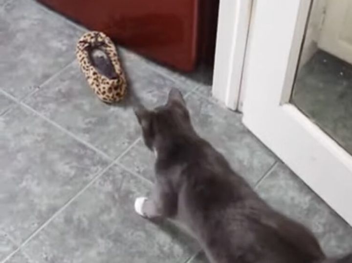 ちっさいヒョウ発見!? 〇〇に攻撃をする猫さん。