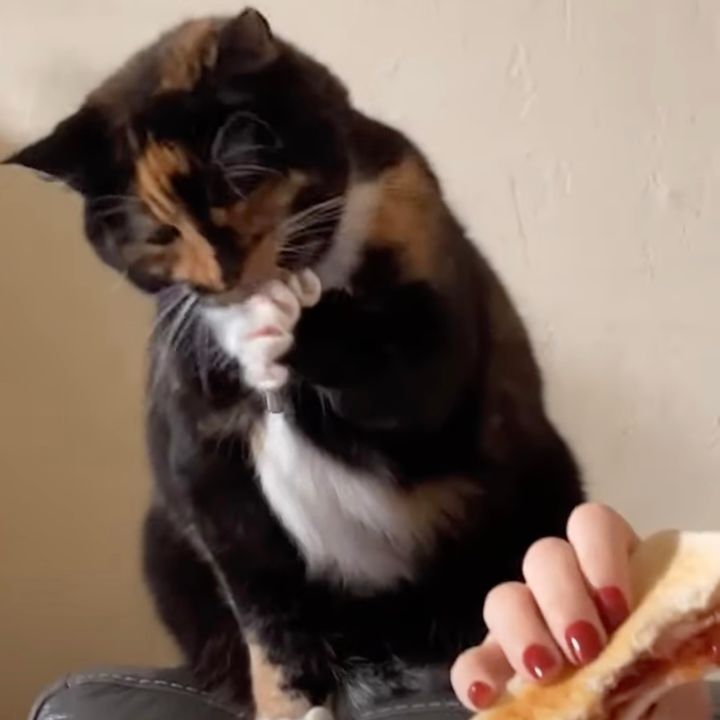 飼い主のごはんを狙った三毛の猫、間を外されて悪事をごまかす