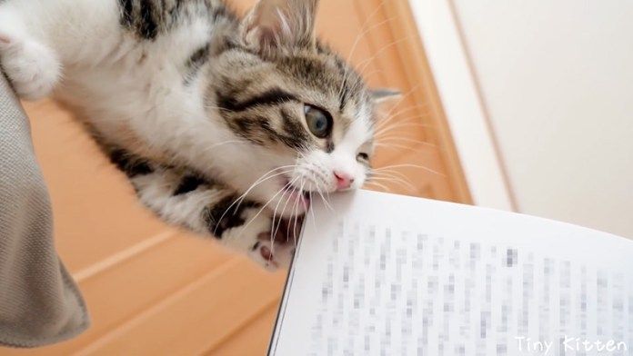 かまってモードの子猫