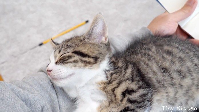 腕枕で眠る子猫