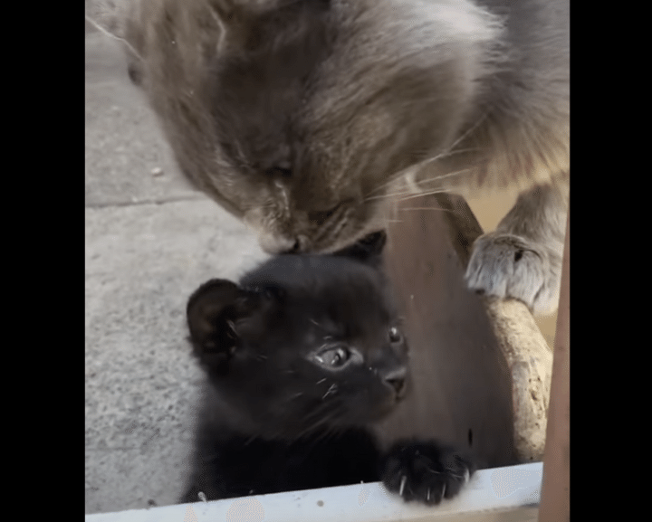 「ニャにしてるの！」子猫を泣かせてしまったパパ猫、ママ猫に怒られる。