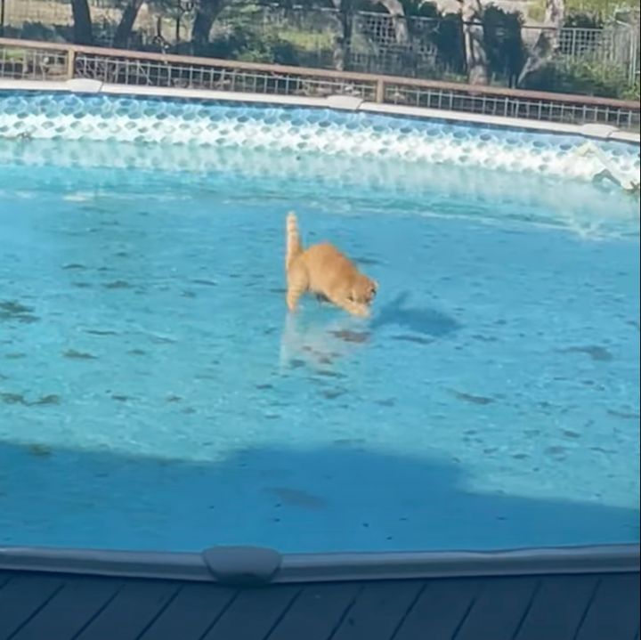 氷上に自分の影を追いかける猫、あっちへこっちへ駆け滑り跳ぶ