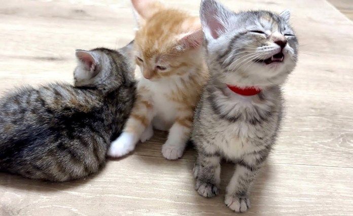 ご飯を要求する子猫達