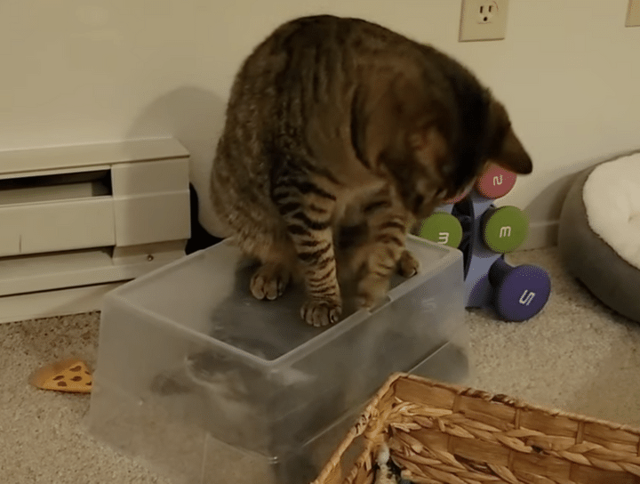 「捕獲成功にゃ」喧嘩相手を閉じ込めちゃう賢い猫。