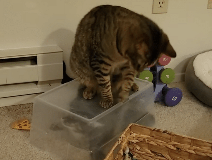 「捕獲成功にゃ」喧嘩相手を閉じ込めちゃう賢い猫。