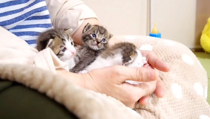 膝の上で甘える子猫達