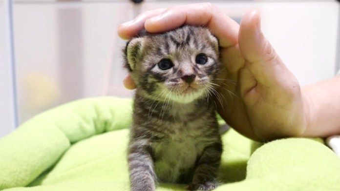 撫でられる子猫