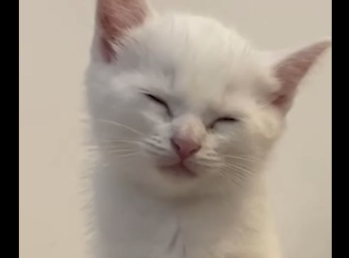 素直に寝ていいんだよぉぉ。眠気に耐える子猫。