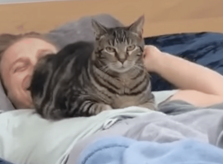 柔らかいし、温かいし最高の場所？ 飼い主のお腹で寝る猫。