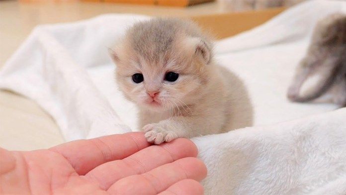 お手をする子猫