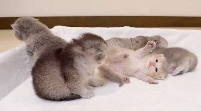 動き回る子猫達