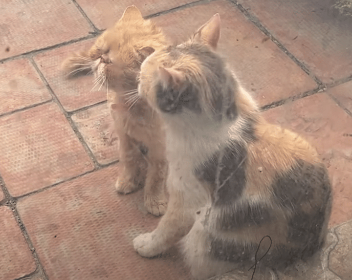 鼻ぺちゃ猫は毛繕いが苦手！ 優しい友達が手伝ってくれたよ！