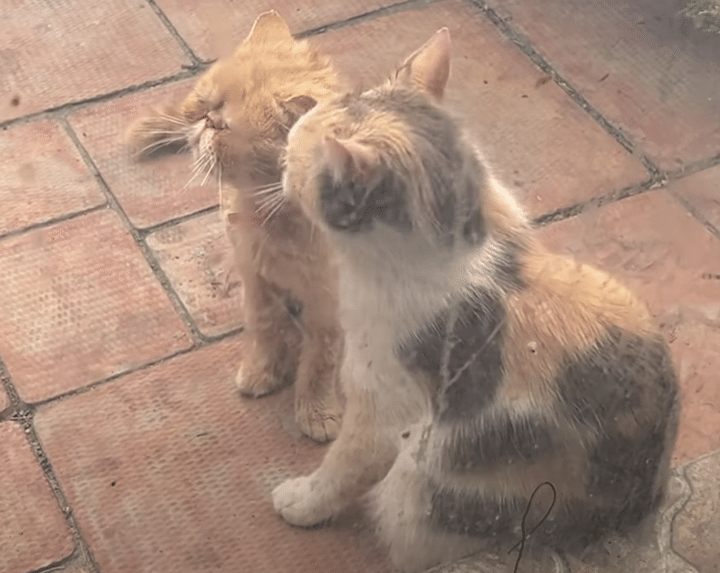 鼻ぺちゃ猫は毛繕いが苦手！ 優しい友達が手伝ってくれたよ！