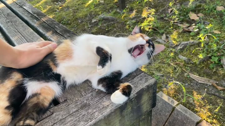 ベンチで寝転ぶ優しき三毛猫、カメラの前で全力サービス