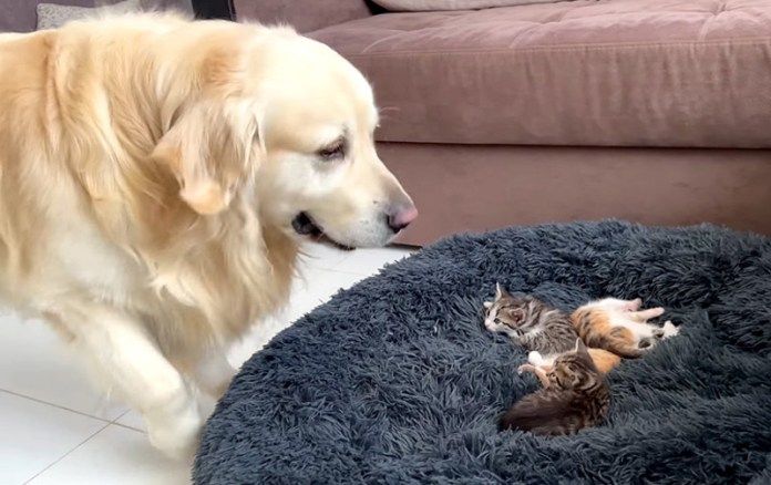 子猫にベッドを取られた先住犬