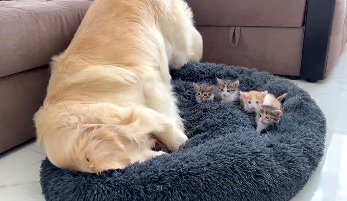 ベッドを取り返したい先住犬