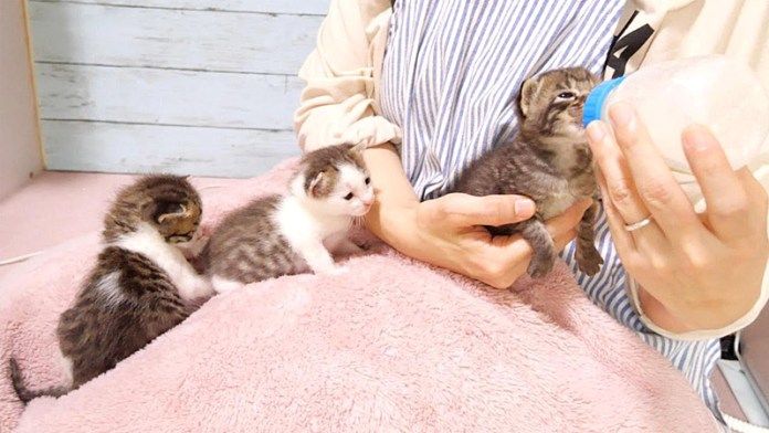 ミルクの順番待ちをする子猫達