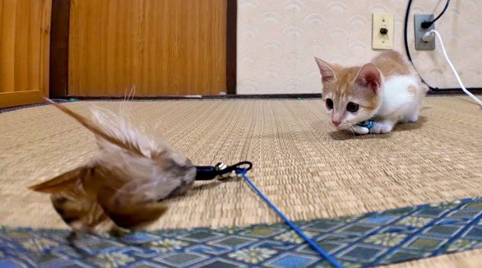 興味津々の子猫