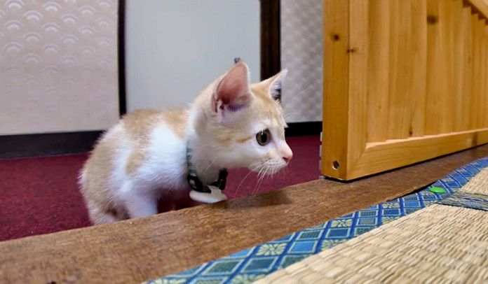 旅館の部屋に遊びにきた子猫