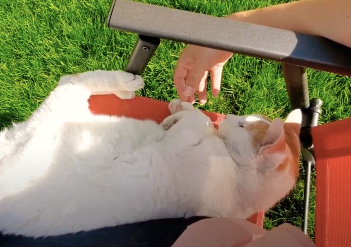 保護猫が心を開いてくれた瞬間にほっこり♪