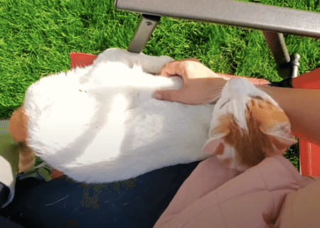 保護猫が心を開いてくれた瞬間にほっこり♪