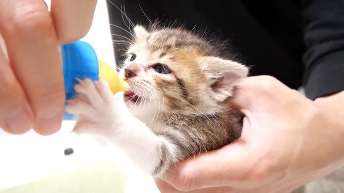 ミルクを飲む子猫