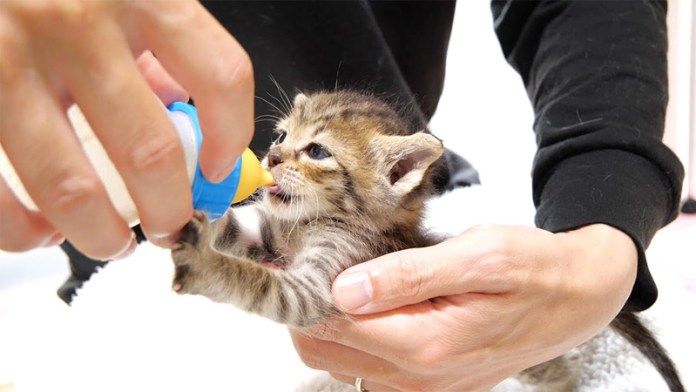 ミルクを飲む子猫