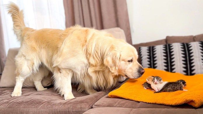 子猫が気になる先住犬