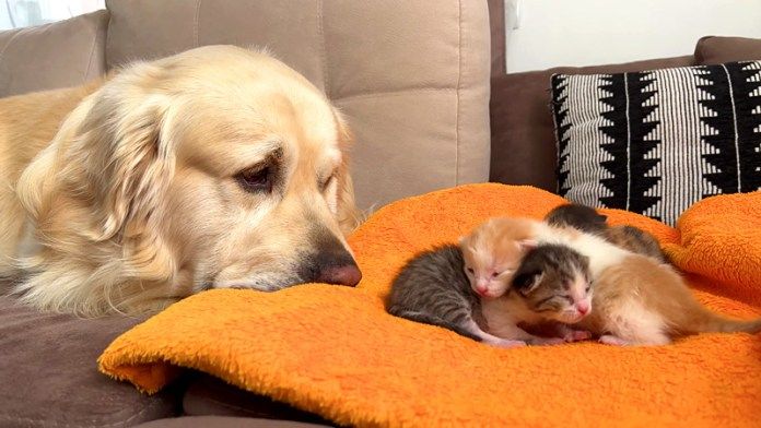 子猫が気になる先住犬