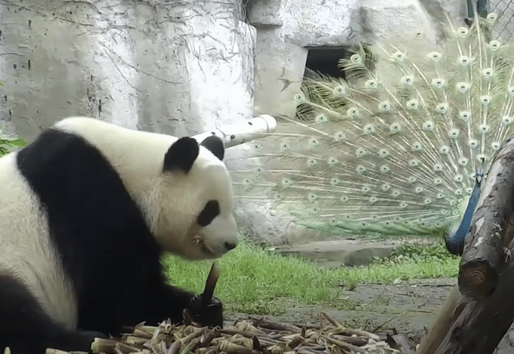 「カラフルでいいなぁ〜」孔雀が羨ましいパンダさん。