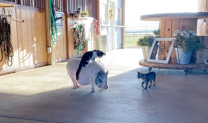 豚さんロデオに挑戦する猫、初心者モードに腰は引き気味