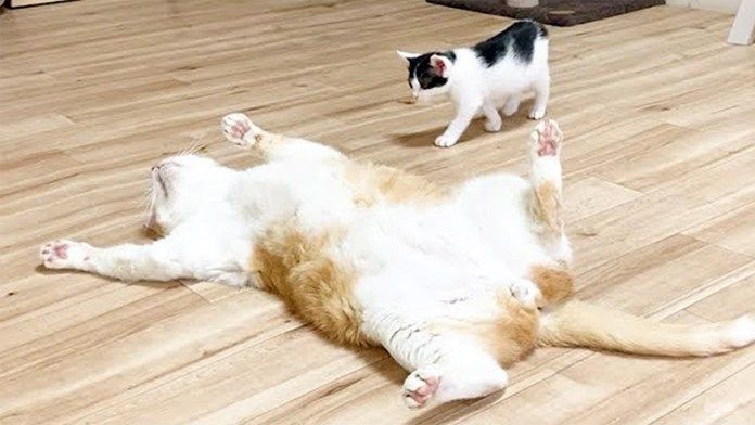 猫が気になる子猫