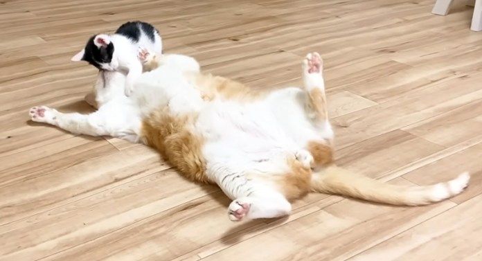 猫が気になる子猫