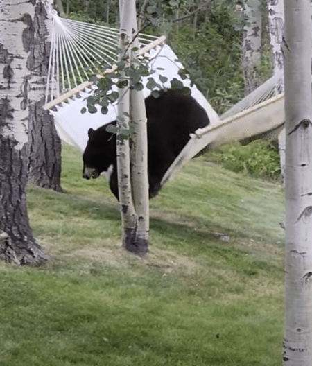 ハンモックでお昼寝してみたいクマ、自力で乗ってみようとするけれど