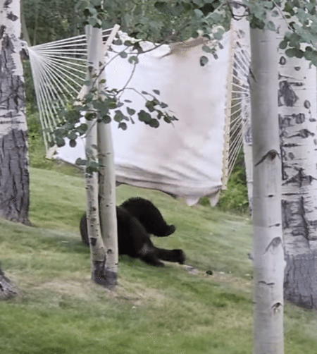 ハンモックでお昼寝してみたいクマ、自力で乗ってみようとするけれど