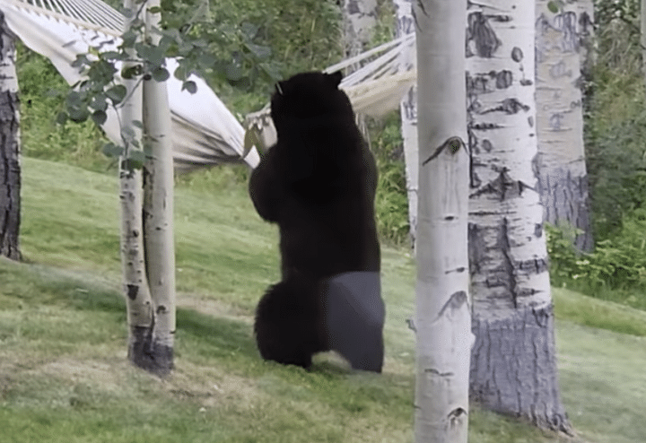ハンモックでお昼寝してみたいクマ、自力で乗ってみようとするけれど