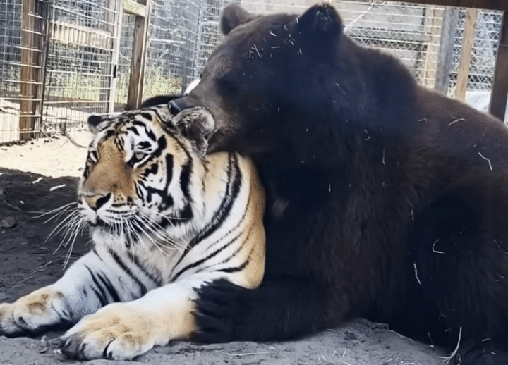 ガブッ！じゃないよ、優しくハムハム！ クマが虎の毛づくろい？