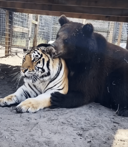 ガブッ！じゃないよ、優しくハムハム！ クマが虎の毛づくろい？