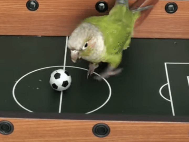 ちゃんとゴールもできるんです！鳥さんのサッカーゲーム。