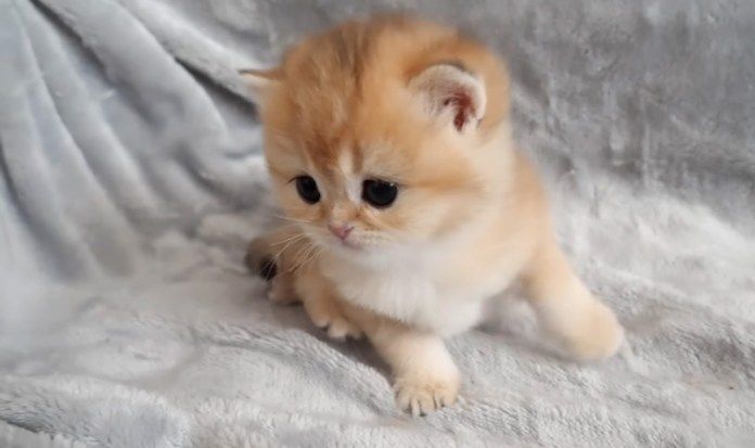 姉猫を心配する子猫