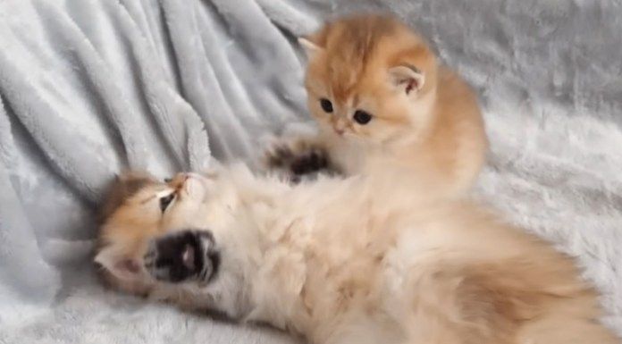 姉猫を心配する子猫