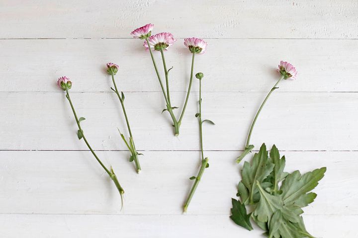 重陽の節句のアレンジ